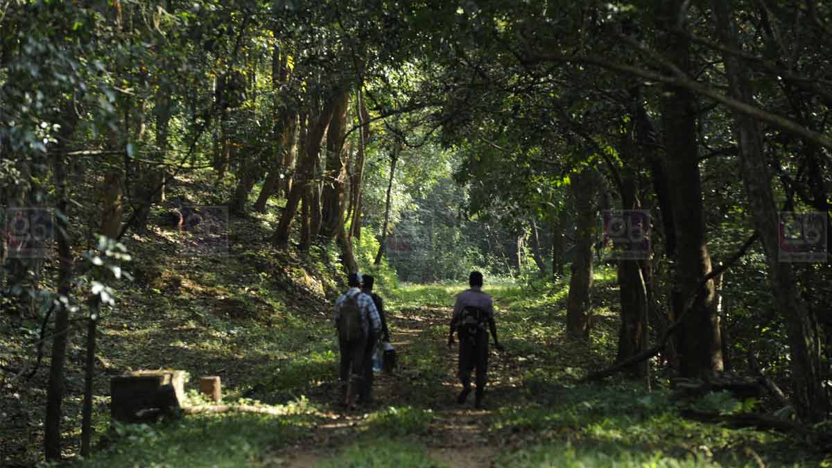 parambikulam tramway