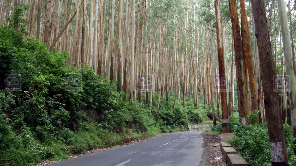 gudallur ooty road