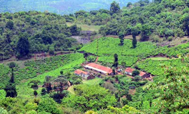 tourism place in wayanad