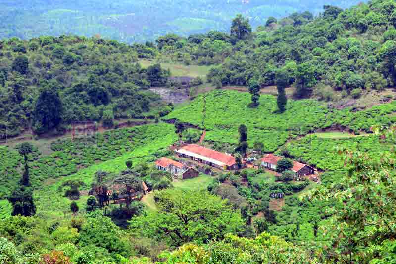 tourism place in wayanad